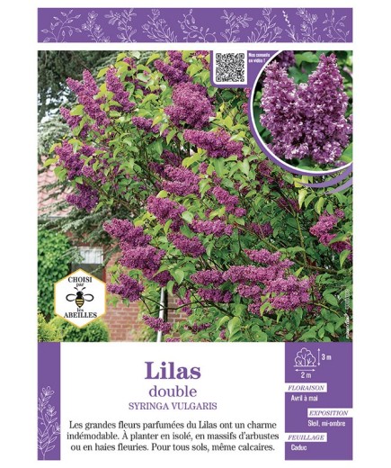 SYRINGA VULGARIS voir LILAS À FLEURS DOUBLES (rouge)