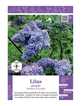 SYRINGA VULGARIS voir LILAS À FLEURS SIMPLES (mauve)