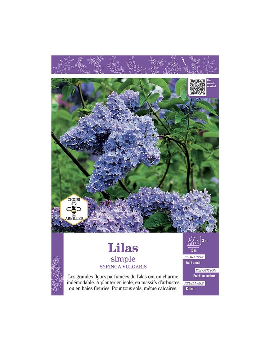 SYRINGA VULGARIS voir LILAS À FLEURS SIMPLES (mauve)