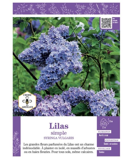 SYRINGA VULGARIS voir LILAS À FLEURS SIMPLES (mauve)