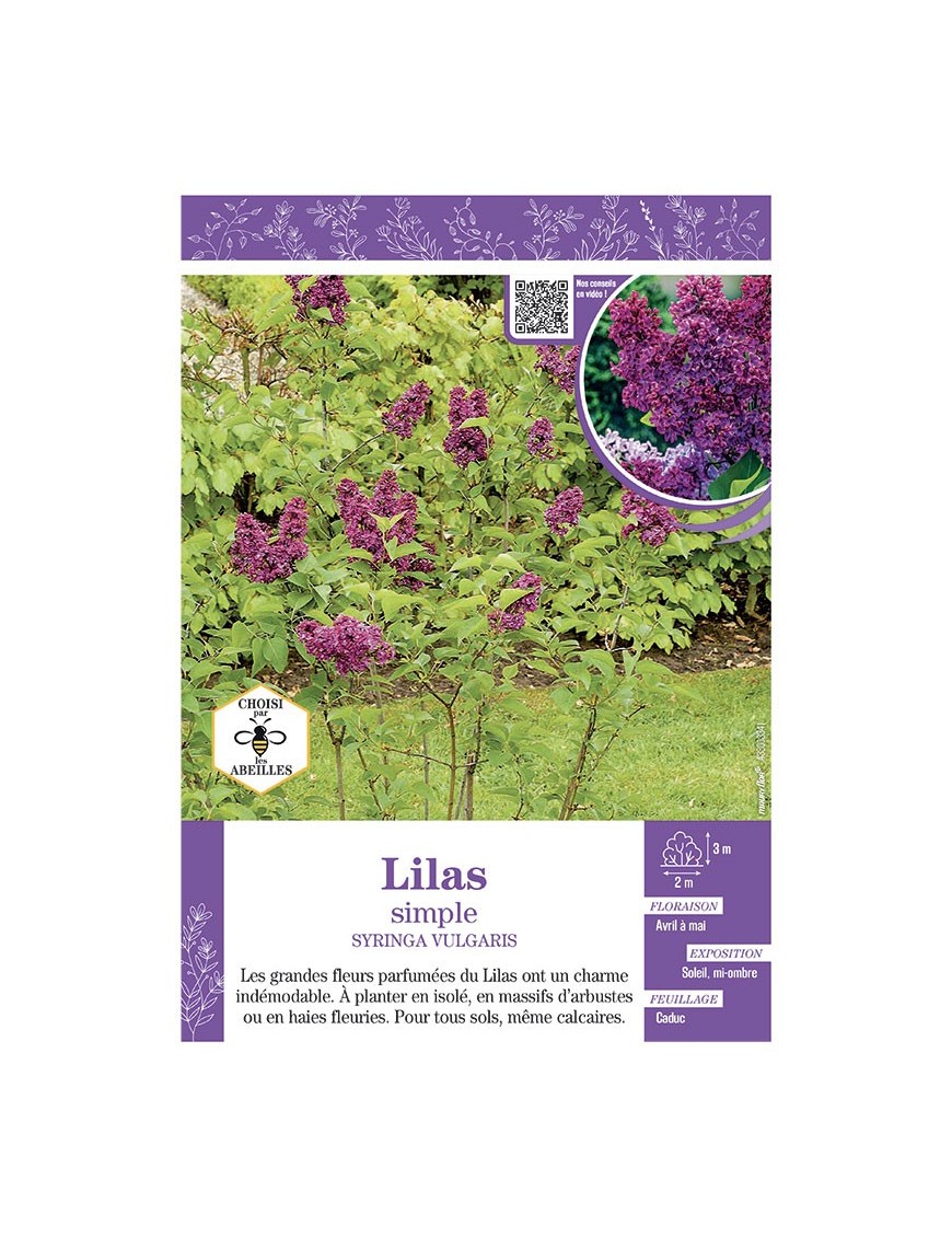 SYRINGA VULGARIS voir LILAS À FLEURS SIMPLES (rouge)