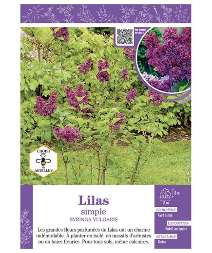 SYRINGA VULGARIS voir LILAS À FLEURS SIMPLES (rouge)