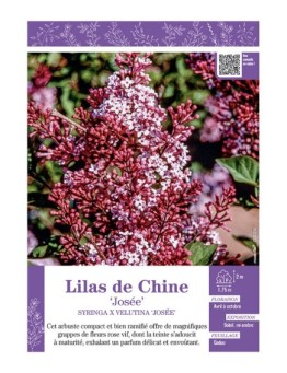 SYRINGA X VELUTINA JOSEE voir LILAS DE CHINE