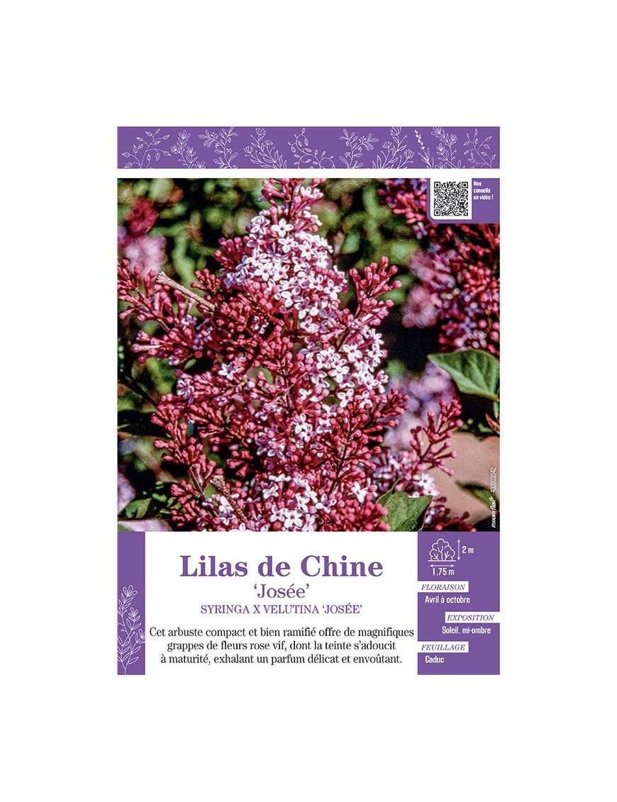 SYRINGA X VELUTINA JOSEE voir LILAS DE CHINE