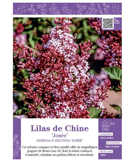 SYRINGA X VELUTINA JOSEE voir LILAS DE CHINE