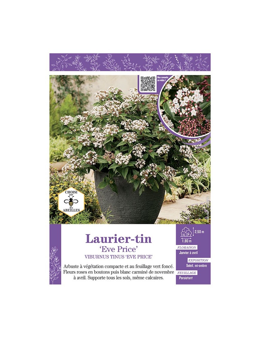 VIBURNUM TINUS EVE PRICE voir LAURIER-TIN