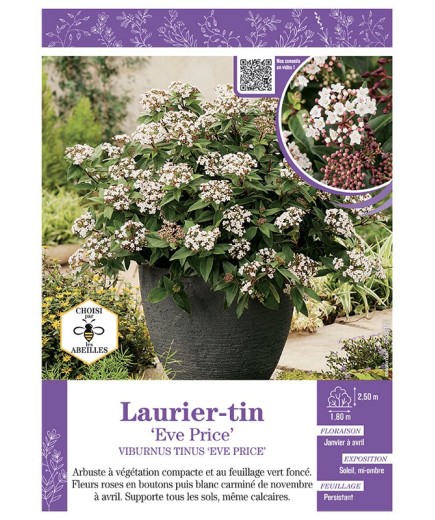 VIBURNUM TINUS EVE PRICE voir LAURIER-TIN