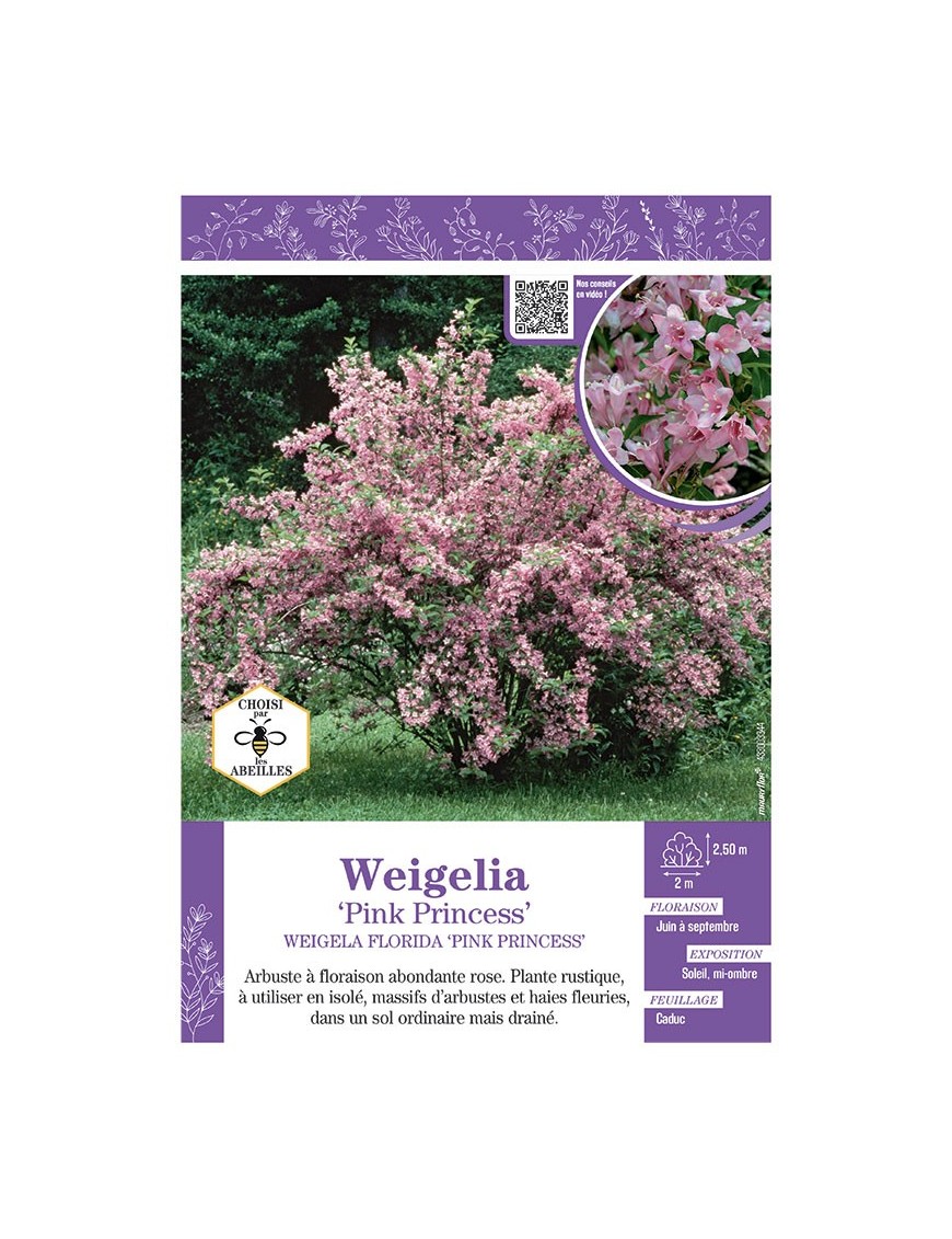 WEIGELA FLORIDA PINK PRINCESS