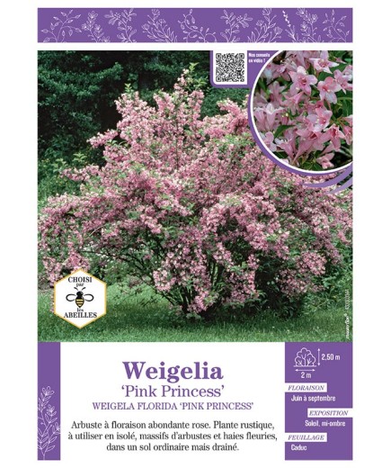 WEIGELA FLORIDA PINK PRINCESS