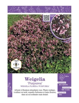 WEIGELA FLORIDA PURPUREA