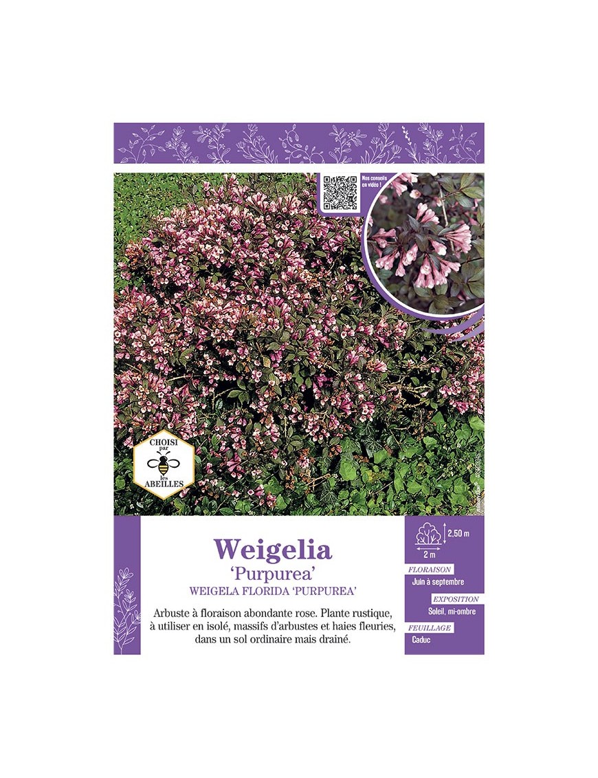 WEIGELA FLORIDA PURPUREA