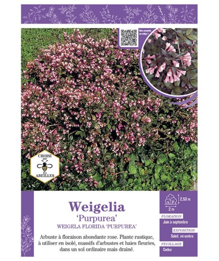 WEIGELA FLORIDA PURPUREA