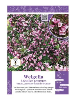 WEIGELIA FLORIDA FOLIIS PURPUREIS voir Weigelia à feuilles pourpres
