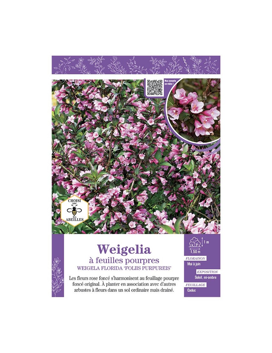 WEIGELIA FLORIDA FOLIIS PURPUREIS voir Weigelia à feuilles pourpres