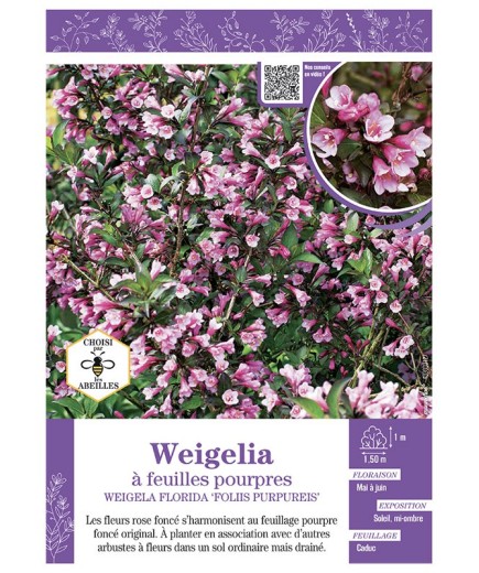 WEIGELIA FLORIDA FOLIIS PURPUREIS voir Weigelia à feuilles pourpres