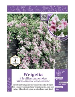 WEIGELIA FLORIDA NANA VARIEGATA voir Weigelia à feuilles panachées blanc