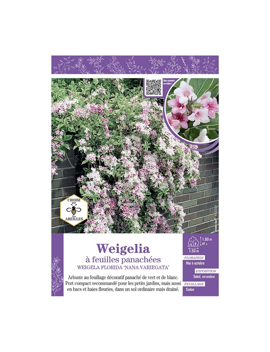 WEIGELIA FLORIDA NANA VARIEGATA voir Weigelia à feuilles panachées blanc