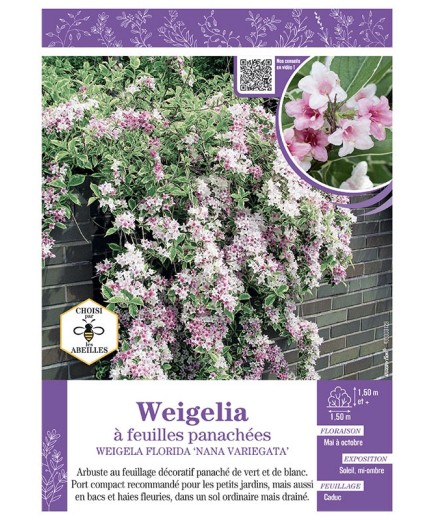 WEIGELIA FLORIDA NANA VARIEGATA voir Weigelia à feuilles panachées blanc