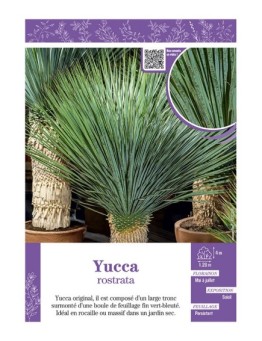 YUCCA ROSTRATA