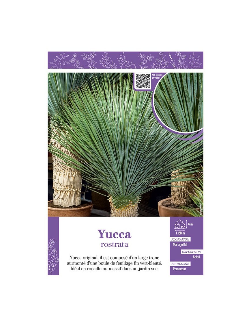 YUCCA ROSTRATA