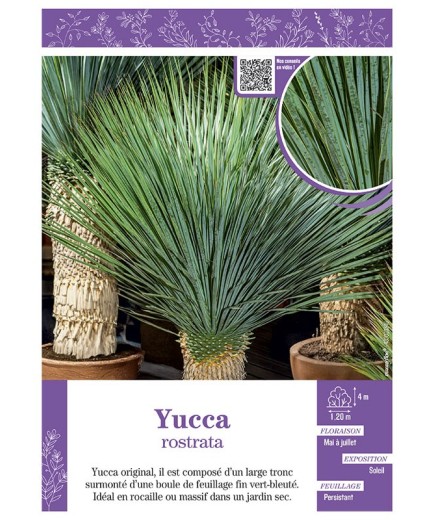 YUCCA ROSTRATA