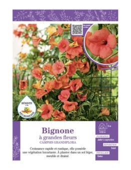CAMPSIS GRANDIFLORA voir BIGNONE à GRANDES FLEURS