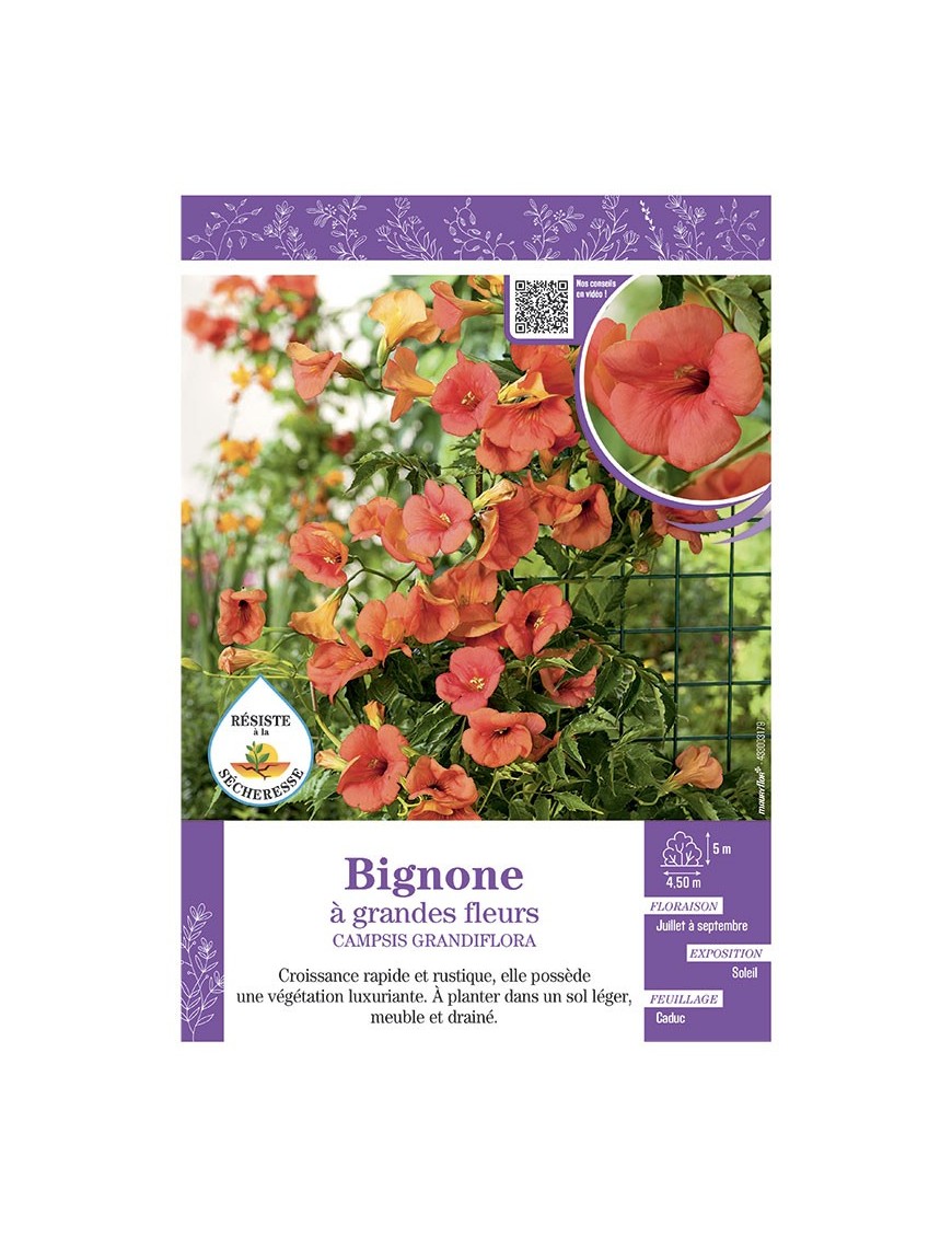 CAMPSIS GRANDIFLORA voir BIGNONE à GRANDES FLEURS