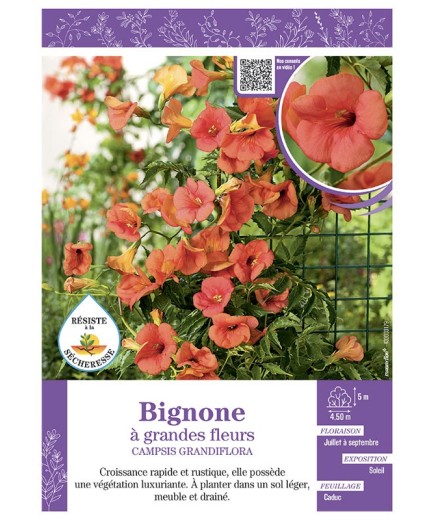 CAMPSIS GRANDIFLORA voir BIGNONE à GRANDES FLEURS