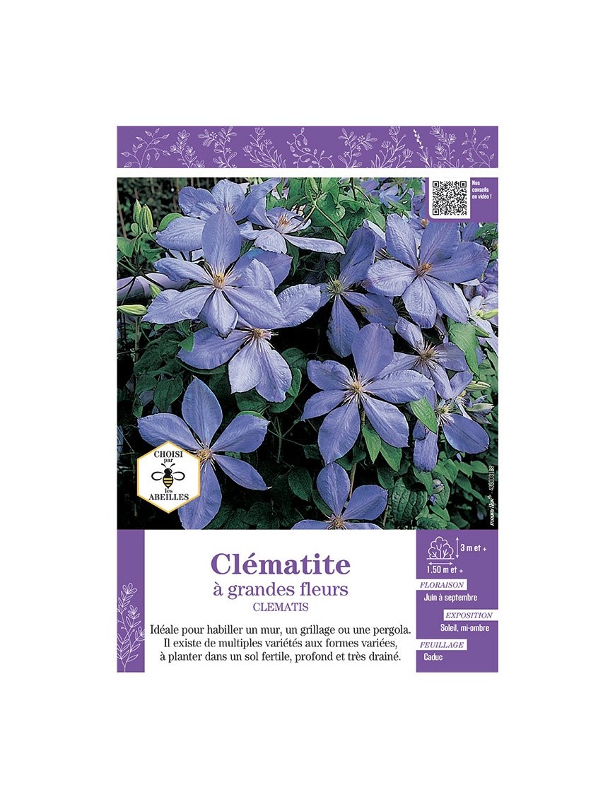 CLÉMATITE À GRANDES FLEURS (bleu clair)