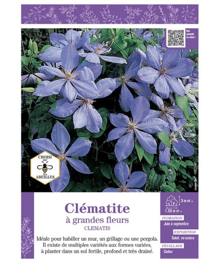 CLÉMATITE À GRANDES FLEURS (bleu clair)