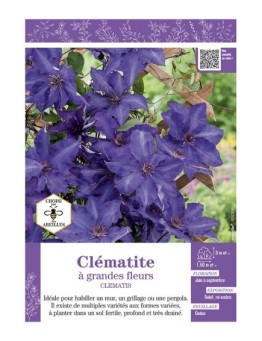 CLÉMATITE À GRANDES FLEURS (bleu-violet)