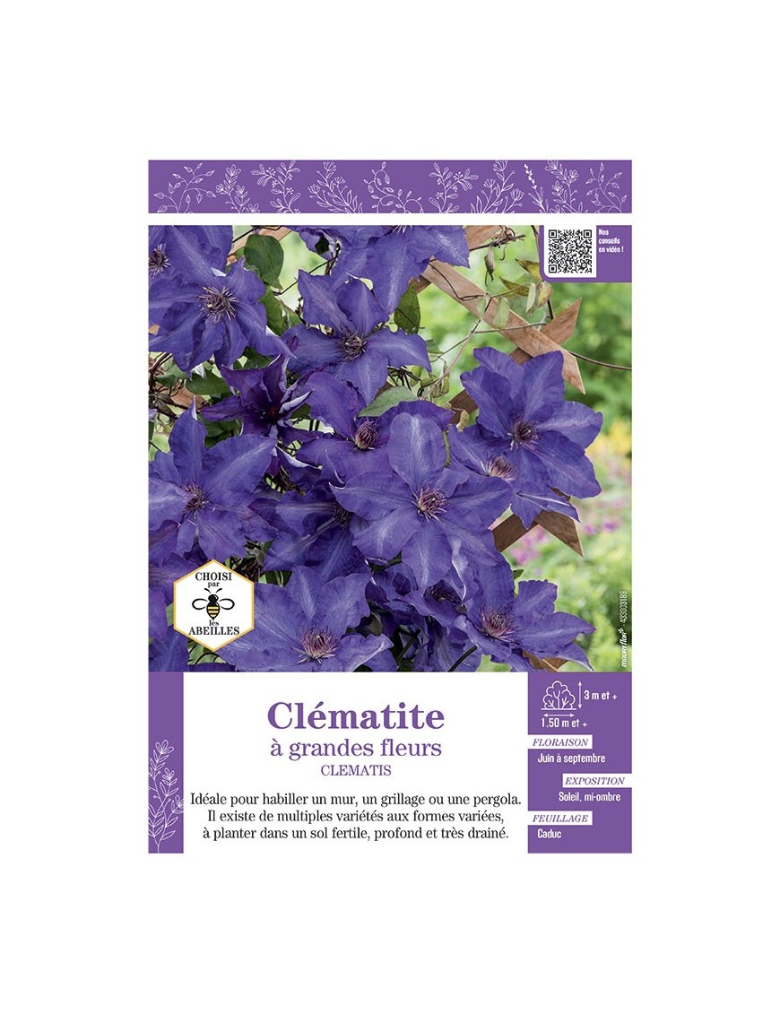 CLÉMATITE À GRANDES FLEURS (bleu-violet)