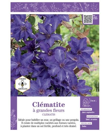 CLÉMATITE À GRANDES FLEURS (bleu-violet)
