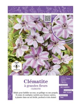 CLÉMATITE À GRANDES FLEURS (rose et blanc)