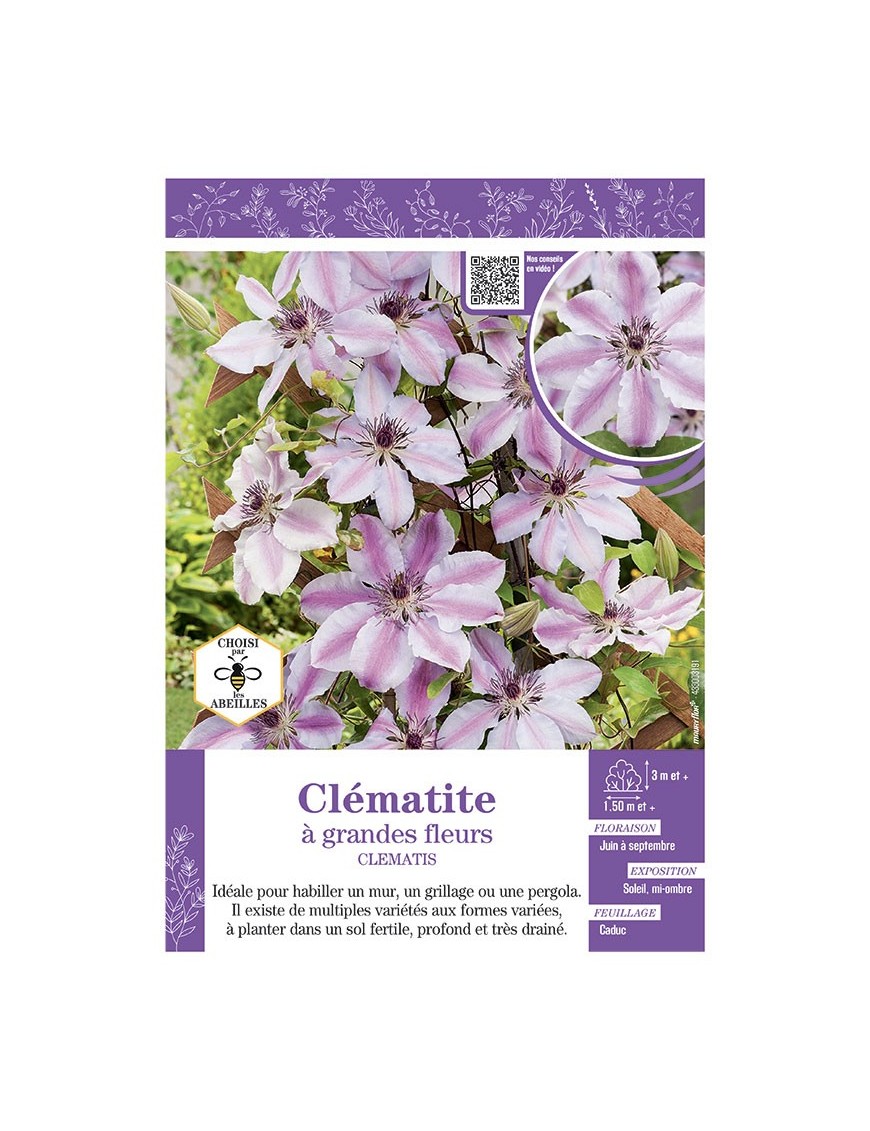 CLÉMATITE À GRANDES FLEURS (rose et blanc)