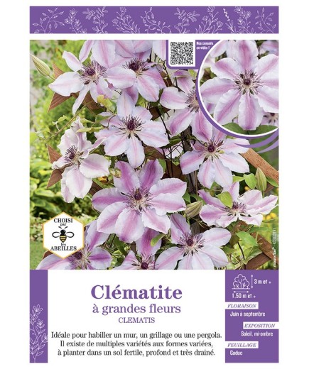 CLÉMATITE À GRANDES FLEURS (rose et blanc)