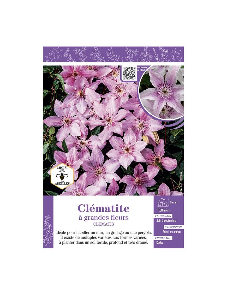 CLÉMATITE À GRANDES FLEURS (rose tendre)