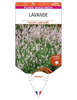 LAVANDULA (angustifolia rose)