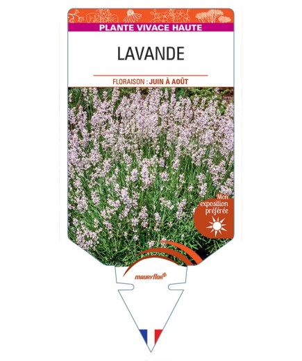 LAVANDULA (angustifolia rose)