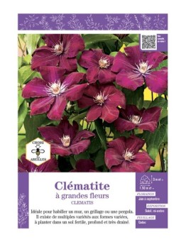 CLÉMATITE À GRANDES FLEURS (rouge très foncé)