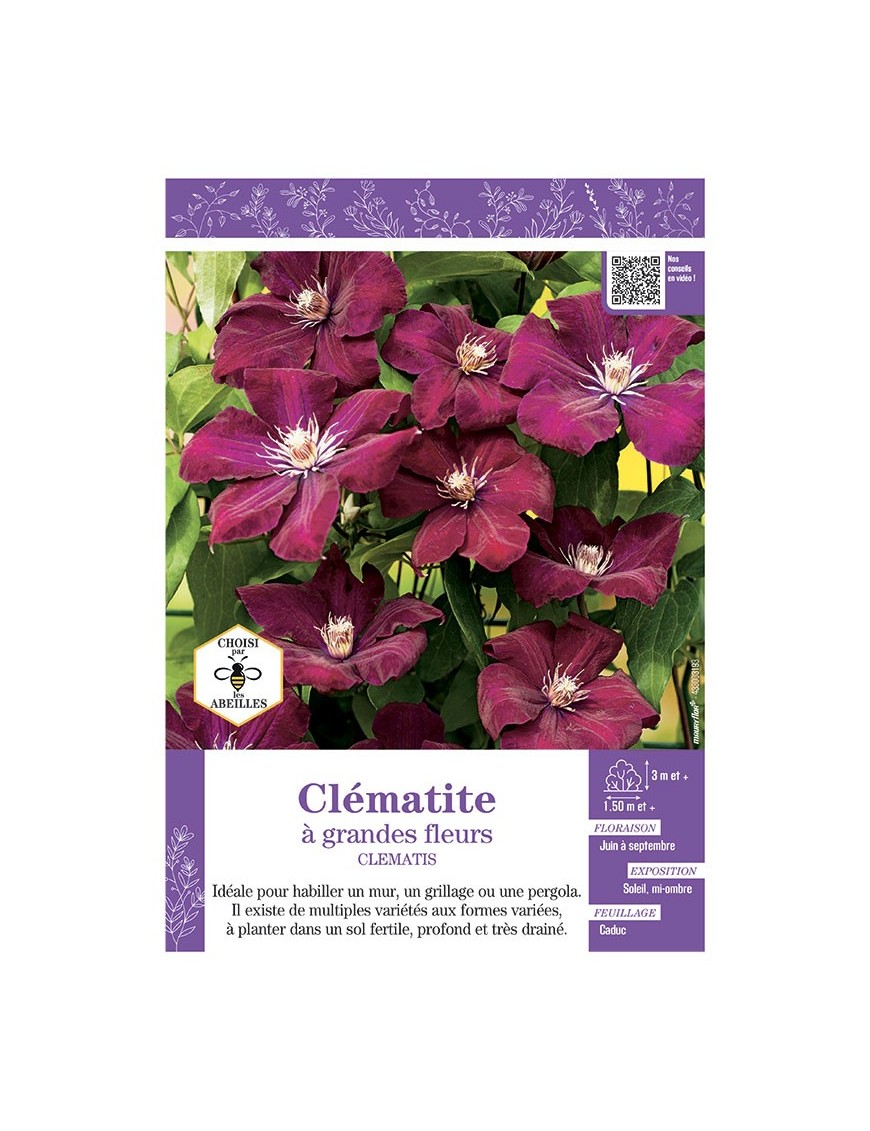 CLÉMATITE À GRANDES FLEURS (rouge très foncé)