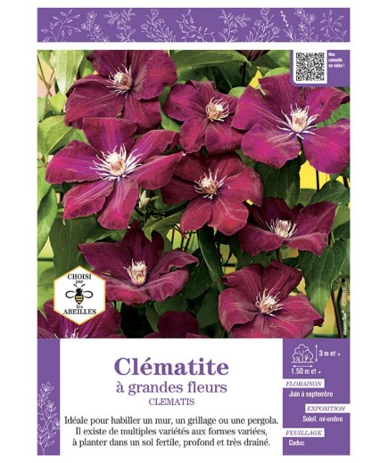 CLÉMATITE À GRANDES FLEURS (rouge très foncé)