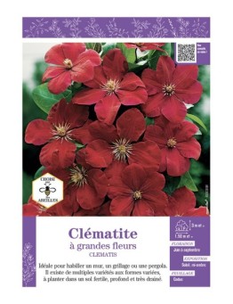 CLÉMATITE À GRANDES FLEURS (rouge velouté)