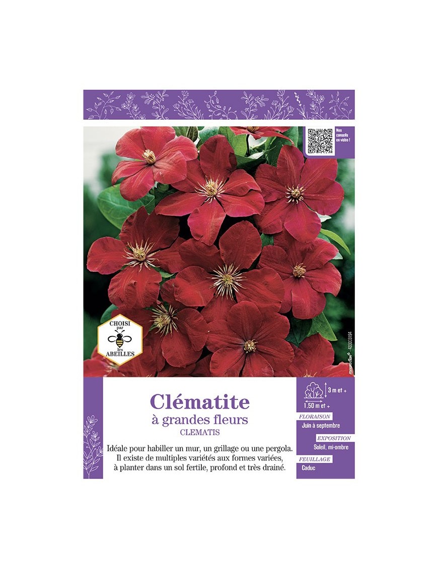 CLÉMATITE À GRANDES FLEURS (rouge velouté)