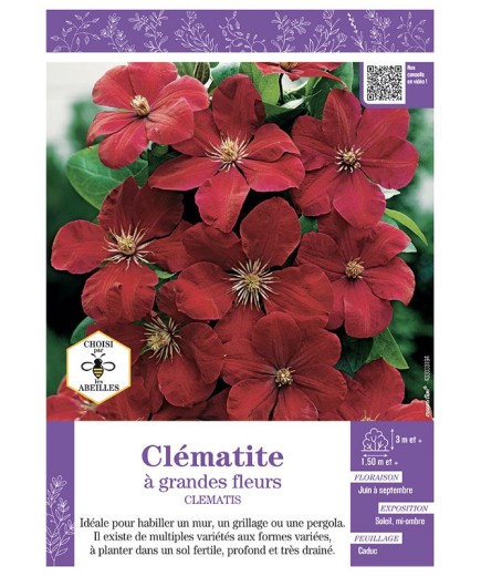 CLÉMATITE À GRANDES FLEURS (rouge velouté)