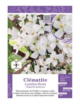 CLÉMATITE À PETITES FLEURS (blanc)