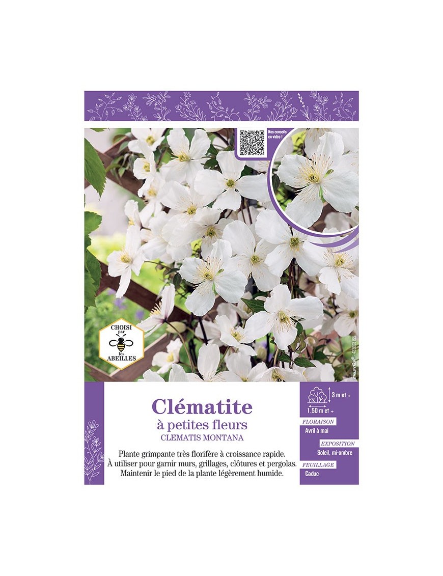 CLÉMATITE À PETITES FLEURS (blanc)