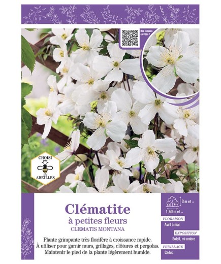 CLÉMATITE À PETITES FLEURS (blanc)
