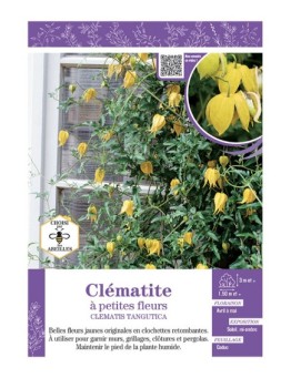 CLÉMATITE À PETITES FLEURS (jaune)