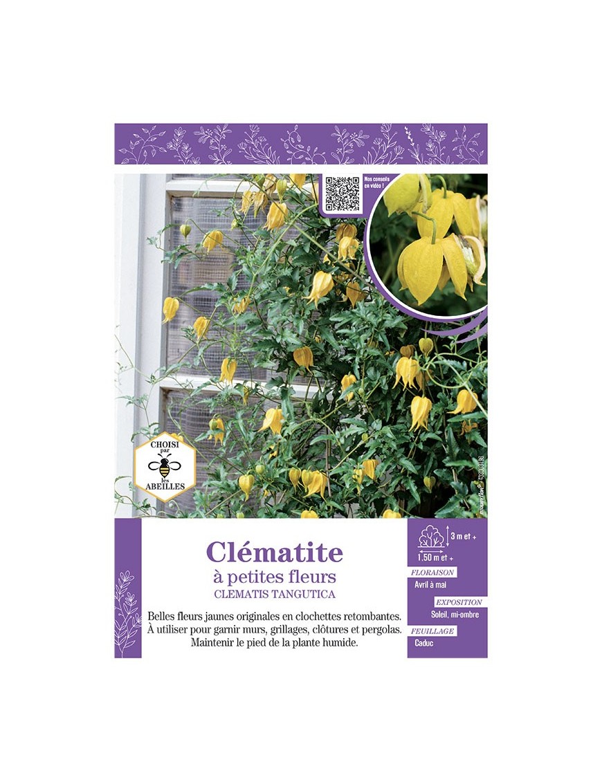 CLÉMATITE À PETITES FLEURS (jaune)